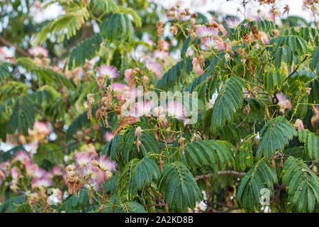 Blühende Albizia julibrissin ist als lenkoran Akazie sowie persischer Seide Baum auf der Insel Korsika, Frankreich bekannt. Stockfoto