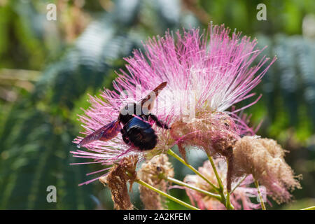 Blühende Albizia julibrissin rosa Blume mit großen schwarzen Hummel auf der Insel Korsika, Frankreich. Albizia julibrissin ist als lenkoran Akazie bekannt als Stockfoto