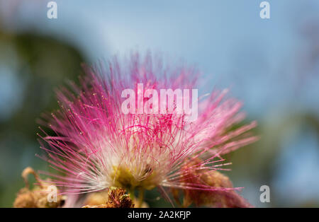 Albizia julibrissin rosa Blume Blüte closeup auf Korsika, Frankreich. Albizia julibrissin ist als lenkoran Akazie sowie Persischen bekannt Stockfoto