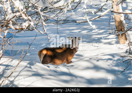 Ein weibliches Rotwild in einem verschneiten Wald Stockfoto