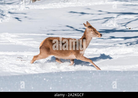 Ein weibliches Rotwild in tiefem Schnee läuft Stockfoto