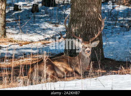 Ein männlicher Rothirsch mit Geweih sitzen unter einem nadelwald Baum im Winter Stockfoto