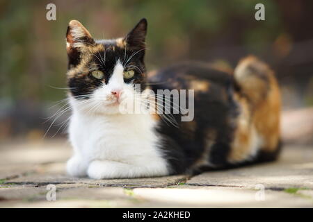 Tricolor kitty liegt auf dem Steinboden im Herbst Garten, Haustiere Entspannen im Freien, Maneki Neko cat Stockfoto