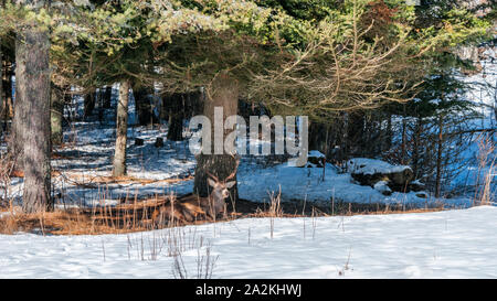 Ein männliches Rotwild (Cervus elaphus) Siiting unter einem Baum in einem Mischwald Stockfoto