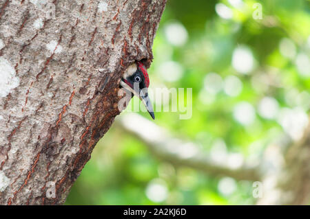 Männliche Grünspecht (Picus viridis) lugen aus dem Nest hole. Stockfoto