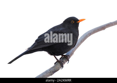 Eine männliche Amsel (Turdus merula) auf die weiße isoliert Stockfoto