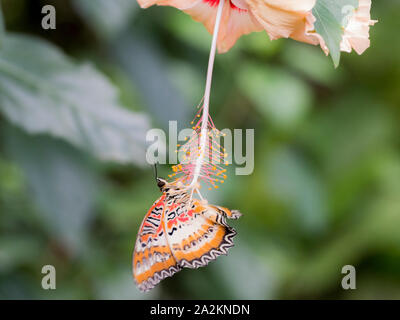 Red florfliege Schmetterling (Cethosia Biblis) auf Hibiskus Blume Stockfoto