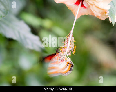 Red florfliege Schmetterling (Cethosia Biblis) auf Hibiskus Blume Stockfoto