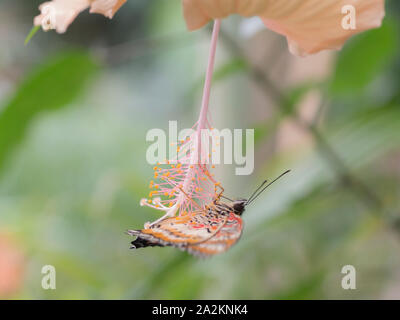 Red florfliege Schmetterling (Cethosia Biblis) auf Hibiskus Blume Stockfoto