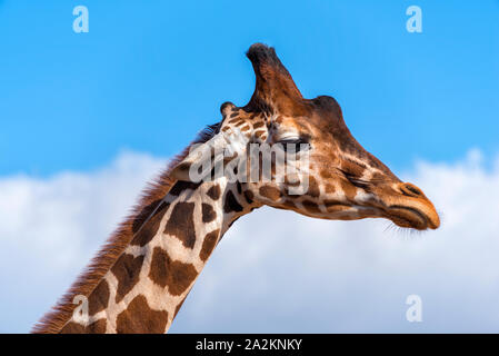 Nahaufnahme von einer Giraffe Kopf Stockfoto