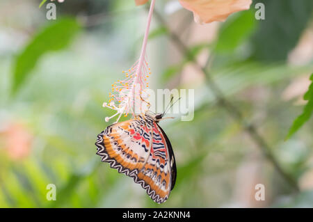 Red florfliege Schmetterling (Cethosia Biblis) auf Hibiskus Blume Stockfoto