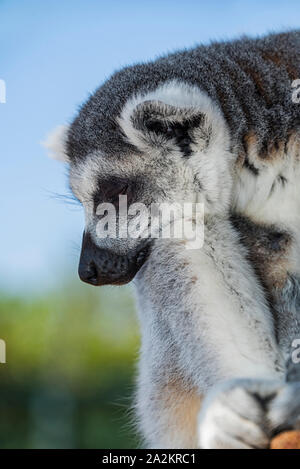 Ring-tailed lemur Napping closeup Stockfoto