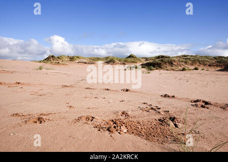 Sanddünen am Balmedie Beach Aberdeen Stockfoto