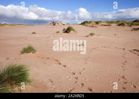 Sanddünen am Balmedie Beach Aberdeen Stockfoto