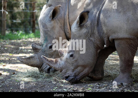 Rom, Italien. 03 Okt, 2019. Rom, Rom Biparco begrüßte Thomas und Kibo, zwei geschützten Arten weiße Nashörner in den nördlichen Europäischen zoologischen Gärten der EAZA abgebildeten Stromkreis lebte: Thomas und Kibo Credit: Unabhängige Fotoagentur/Alamy leben Nachrichten Stockfoto
