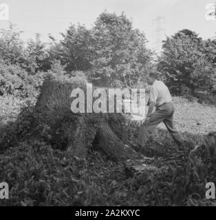 1960er Jahre, historisch, draußen auf einem ländlichen Feld, ein Mann mit einer Säge, hochgerollte Hemdärmel, Schnitt einen großen Baumstumpf, England, Großbritannien. Stockfoto