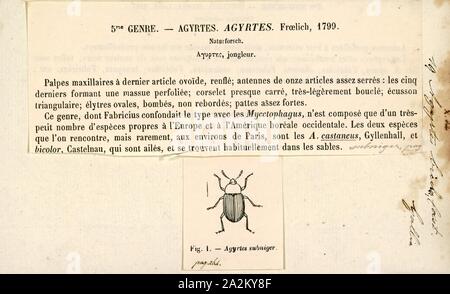 Agyrtes, Drucken, Agyrtes ist eine Gattung der primitiven Aas Käfer in der Familie Agyrtidae. Es gibt mindestens vier beschriebenen Arten in Agyrtes Stockfoto