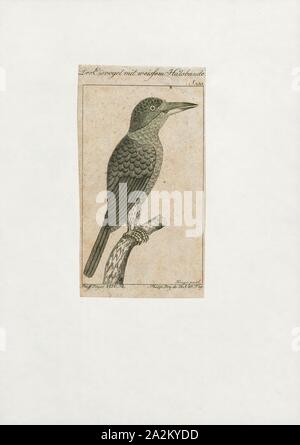 Alcedo euryzona, Ausdrucken, die Blau-Gebändert Eisvogel (Alcedo euryzona), ist eine Pflanzenart aus der Gattung der Eisvogel in der unterfamilie Alcedininae. Ihre natürlichen Lebensräume sind subtropischen oder tropischen feuchten Auwald, subtropische oder tropische Mangrovenwald und Flüssen., 1772-1829 Stockfoto