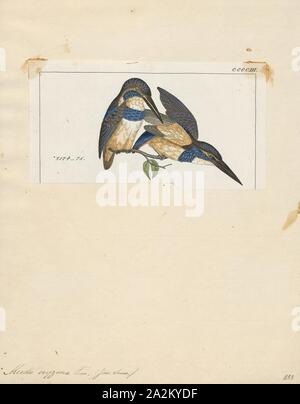 Alcedo euryzona, Ausdrucken, die Blau-Gebändert Eisvogel (Alcedo euryzona), ist eine Pflanzenart aus der Gattung der Eisvogel in der unterfamilie Alcedininae. Ihre natürlichen Lebensräume sind subtropischen oder tropischen feuchten Auwald, subtropische oder tropische Mangrovenwald und Flüssen., 1820-1863 Stockfoto
