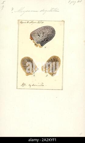 Alcyonium digitatum, Drucken, Alcyonium Digitatum oder des Toten Fingern ist eine Pflanzenart aus der Gattung der weiche Korallen in der alcyoniidae Familie. Es ist rund um die Küsten des nördlichen Atlantik gefunden Stockfoto