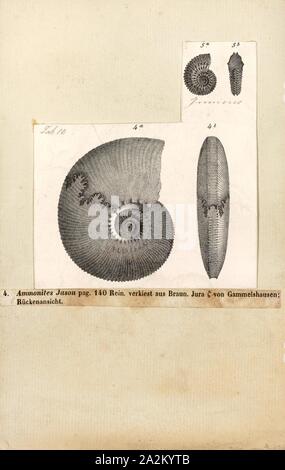 Ammoniten Jason, Drucken, Ammonoidea, Ammoniten sind eine Gruppe von ausgestorbenen marinen Muschel Tiere in der Unterklasse Ammonoidea der Klasse Cephalopoda. Diese Muscheln, die gemeinhin als Ammoniten, stärker an lebenden coleoids (d. h., Kraken, Kalmare und Sepien), als sie mit einer Schale versehen nautiloiden wie die Lebenden Nautilus verwandten Arten. Die frühesten Ammoniten erscheinen während des Devon und die letzten Arten starben in der Kreidezeit - Paläogen aussterben Ereignis Stockfoto