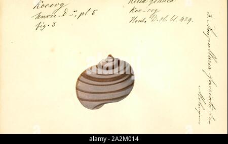 Ampullaria fasciata, Drucken, Ampullaria ist eine ausgestorbene Gattung der Süßwasser-Schnecken mit einem OPERCULUM, ein Aquatic gastropodemollusken in der Familie Ampullariidae tritt Stockfoto