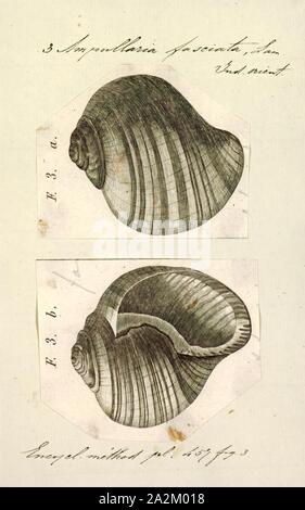 Ampullaria fasciata, Drucken, Ampullaria ist eine ausgestorbene Gattung der Süßwasser-Schnecken mit einem OPERCULUM, ein Aquatic gastropodemollusken in der Familie Ampullariidae tritt Stockfoto
