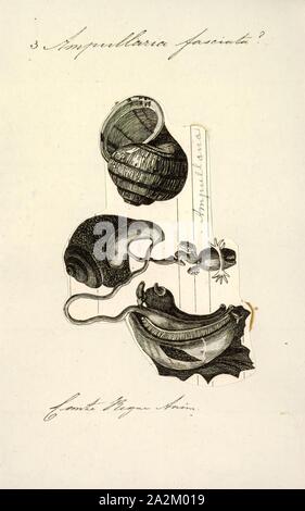 Ampullaria fasciata, Drucken, Ampullaria ist eine ausgestorbene Gattung der Süßwasser-Schnecken mit einem OPERCULUM, ein Aquatic gastropodemollusken in der Familie Ampullariidae tritt Stockfoto