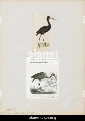 Anastomus lamelligerus, Ausdrucken, die Afrikanischen openbill (Anastomus lamelligerus) ist eine Pflanzenart aus der Gattung der Storch in der Familie Ciconiidae. Sie ist heimisch in weiten Teilen Afrikas südlich der Sahara, 1700-1880 Stockfoto