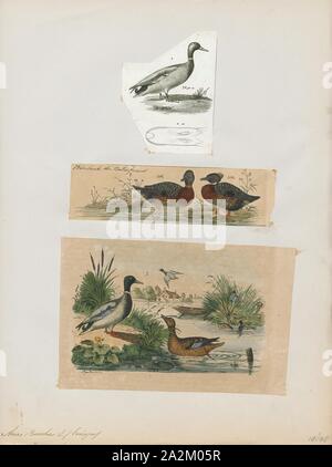 Anas boschas, Drucken, die Stockente (Anas platyrhynchos) ist eine Dabbling Duck, die Rassen in den gemäßigten und subtropischen Amerika, Eurasien, Nordafrika und hat nach Neuseeland, Australien, Peru, Brasilien, Uruguay, Argentinien, Chile, Kolumbien, den Falkland Inseln eingeführt worden, und Südafrika. Diese Ente gehört zur Unterfamilie Anatinae der Wasservögel Familie Entenvögel. Die männlichen Vögel (ERPEL) haben einen glänzenden grünen Kopf und sind grau auf ihren Flügeln und Bauch, während die Weibchen (Hühner oder Enten) haben hauptsächlich braun-gesprenkelten Federkleid. Beide Geschlechter haben eine Fläche von weiß-schwarz umrandet oder Stockfoto