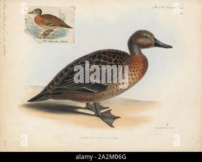 Anas chlorotis, Ausdrucken, die Brown teal (Anas chlorotis) ist eine Pflanzenart aus der Gattung der Dabbling Duck der Gattung Anas native nach Neuseeland. Die Māori-Namen für das pāteke ist. Seit vielen Jahren als Artgenossen mit den flugunfähigen Auckland und Campbell krickenten in Anas aucklandica zu sein; der Name 'Brown Teal'wurde auch weitgehend um das gesamte Taxon angewendet. In den ersten Jahren der europäischen Besiedlung Common, der 'braune Ente" (wie es oft) wurde Stark als Nahrungsquelle geerntet. Die Zahlen fielen schnell, vor allem im Süden der Insel, und im Jahre 1921 wurden sie vollständig geschützt Stockfoto