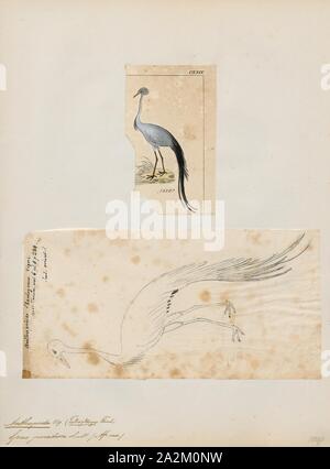 Anthropoides rothschildi, Drucken, den Blue Crane (Grus rothschildi), auch als die Stanley crane und der Paradieskranich bekannt ist, ist der Nationalvogel von Südafrika. Die Art wird von der IUCN als gefährdet gelistet., 1700-1880 Stockfoto