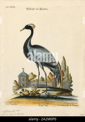 Anthropoides virgo, Drucken, demoiselle Crane (Grus Jungfrau) ist eine Pflanzenart aus der Gattung der Kran im zentralen Eurasien gefunden, angefangen vom Schwarzen Meer bis in die Mongolei und im Nordosten Chinas. Es gibt auch eine kleine Zucht Bevölkerung in der Türkei. Diese Krane sind Zugvögel. Vögel aus westlichen Eurasien wird in Afrika überwintern, während die Vögel aus Asien, Mongolei und China wird der Winter in den indischen Subkontinent zu verbringen. Der Vogel ist symbolisch in der Kultur von Indien und Pakistan, wo es bekannt ist als Koonj., 1700-1880 Stockfoto