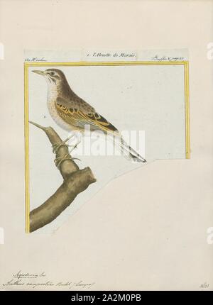 Anthus campestris, Drucken, den brachpieper (anthus Campestris) ist eine mittelgroße bis große Säugetierart, die Rassen in viel des gemäßigten Europa und Asien und Nord-westlichen Afrika. Es ist eine Migrantin, die im Winter bis zu tropischen Afrika und dem Indischen Subkontinent. Der wissenschaftliche Name ist aus dem Lateinischen. Anthus ist der Name für einen kleinen Vogel von Grünland und die spezifischen campestris bedeutet 'Felder'., 1700-1880 Stockfoto