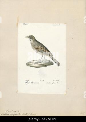 Anthus campestris, Drucken, den brachpieper (anthus Campestris) ist eine mittelgroße bis große Säugetierart, die Rassen in viel des gemäßigten Europa und Asien und Nord-westlichen Afrika. Es ist eine Migrantin, die im Winter bis zu tropischen Afrika und dem Indischen Subkontinent. Der wissenschaftliche Name ist aus dem Lateinischen. Anthus ist der Name für einen kleinen Vogel von Grünland und die spezifischen campestris bedeutet 'Felder'., 1842-1848 Stockfoto