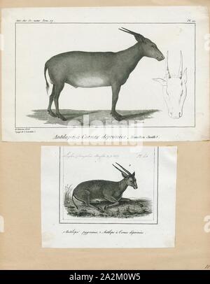 Antilope depressicornis, Drucken, die Hirschziegenantilope, die Hirschziegenantilope (Antilope cervicapra), auch als die Indische Antilope bekannt, ist eine Antilope in Indien, Nepal und Pakistan. Die hirschziegenantilope ist die einzige ihrer Art der Gattung Antilope. Die Art wurde beschrieben und seine binomial Name durch schwedische Zoologe Carl Linnaeus im Jahre 1758 gegeben. Zwei Unterarten anerkannt sind. Sie steht bis zu 74 bis 84 cm (29 bis 33 in) hoch an der Schulter. Männchen wiegen 20 - 57 kg (44 126 lb), durchschnittlich 38 kg (84 lb). Frauen sind leichter, mit einem Gewicht von 20 - 33 kg (44 - 73 lb) oder 27 kg (60 lb) im Durchschnitt. Der lange, beringt Hörner, 35 - Stockfoto