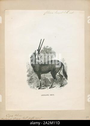 Oryx Antilope, Drucken, die Hirschziegenantilope, die Hirschziegenantilope (Antilope cervicapra), auch als die Indische Antilope bekannt, ist eine Antilope in Indien, Nepal und Pakistan. Die hirschziegenantilope ist die einzige ihrer Art der Gattung Antilope. Die Art wurde beschrieben und seine binomial Name durch schwedische Zoologe Carl Linnaeus im Jahre 1758 gegeben. Zwei Unterarten anerkannt sind. Sie steht bis zu 74 bis 84 cm (29 bis 33 in) hoch an der Schulter. Männchen wiegen 20 - 57 kg (44 126 lb), durchschnittlich 38 kg (84 lb). Frauen sind leichter, mit einem Gewicht von 20 - 33 kg (44 - 73 lb) oder 27 kg (60 lb) im Durchschnitt. Der lange, beringt Hörner, 35 - 75 cm (14 - Stockfoto