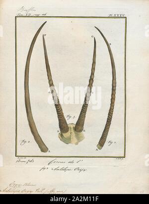 Oryx Antilope, Drucken, die Hirschziegenantilope, die Hirschziegenantilope (Antilope cervicapra), auch als die Indische Antilope bekannt, ist eine Antilope in Indien, Nepal und Pakistan. Die hirschziegenantilope ist die einzige ihrer Art der Gattung Antilope. Die Art wurde beschrieben und seine binomial Name durch schwedische Zoologe Carl Linnaeus im Jahre 1758 gegeben. Zwei Unterarten anerkannt sind. Sie steht bis zu 74 bis 84 cm (29 bis 33 in) hoch an der Schulter. Männchen wiegen 20 - 57 kg (44 126 lb), durchschnittlich 38 kg (84 lb). Frauen sind leichter, mit einem Gewicht von 20 - 33 kg (44 - 73 lb) oder 27 kg (60 lb) im Durchschnitt. Der lange, beringt Hörner, 35 - 75 cm (14 - Stockfoto