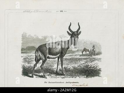 Antilope senegalensis, Drucken, die Hirschziegenantilope, die Hirschziegenantilope (Antilope cervicapra), auch als die Indische Antilope bekannt, ist eine Antilope in Indien, Nepal und Pakistan. Die hirschziegenantilope ist die einzige ihrer Art der Gattung Antilope. Die Art wurde beschrieben und seine binomial Name durch schwedische Zoologe Carl Linnaeus im Jahre 1758 gegeben. Zwei Unterarten anerkannt sind. Sie steht bis zu 74 bis 84 cm (29 bis 33 in) hoch an der Schulter. Männchen wiegen 20 - 57 kg (44 126 lb), durchschnittlich 38 kg (84 lb). Frauen sind leichter, mit einem Gewicht von 20 - 33 kg (44 - 73 lb) oder 27 kg (60 lb) im Durchschnitt. Der lange, beringt Hörner, 35 - 75 Stockfoto