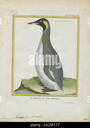 Pennantii Aptenodytes, Ausdrucken, die Gattung Aptenodytes enthält zwei bestehenden Arten der Pinguine gemeinsam bekannt als "der große Pinguine., 1700-1880 Stockfoto