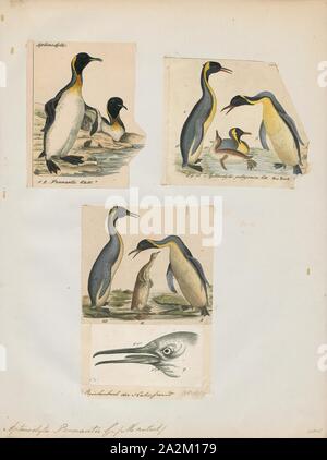 Pennantii Aptenodytes, Ausdrucken, die Gattung Aptenodytes enthält zwei bestehenden Arten der Pinguine gemeinsam bekannt als "der große Pinguine., 1700-1880 Stockfoto