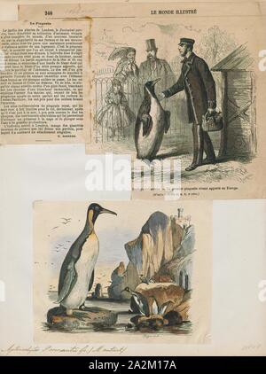 Pennantii Aptenodytes, Ausdrucken, die Gattung Aptenodytes enthält zwei bestehenden Arten der Pinguine gemeinsam bekannt als "der große Pinguine., 1700-1880 Stockfoto