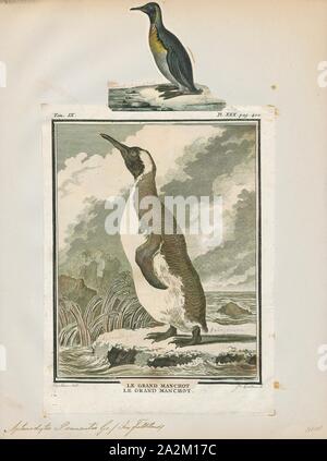 Pennantii Aptenodytes, Ausdrucken, die Gattung Aptenodytes enthält zwei bestehenden Arten der Pinguine gemeinsam bekannt als "der große Pinguine., 1700-1880 Stockfoto