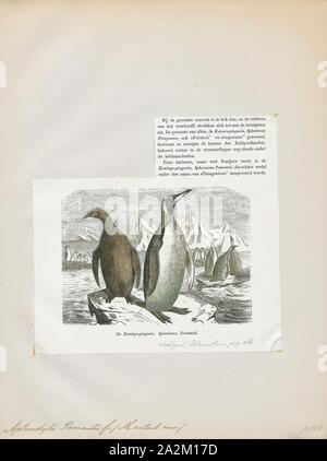 Pennantii Aptenodytes, Ausdrucken, die Gattung Aptenodytes enthält zwei bestehenden Arten der Pinguine gemeinsam bekannt als "der große Pinguine., 1872 Stockfoto