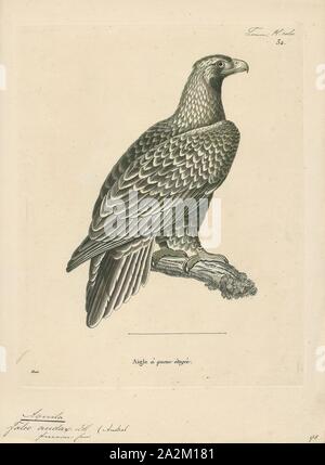 Aquila Audax, Drucken, der wedge-tailed eagle oder bunjil (Aquila Audax) ist der größte Raubvogel in Australien, und ist auch in südlichen Neuguinea gefunden, Teil von Papua-neuguinea und Indonesien. Es hat lange, ziemlich breiten Flügeln, voll gefedert, Beinen und einem unverwechselbaren keilförmigen Schwanz., 1700-1880 Stockfoto