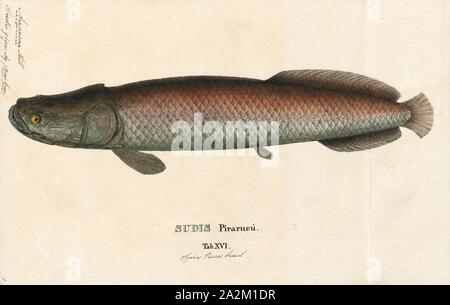 Arapaima gigas, Drucken, Arapaima gigas, auch pirarucu genannt, ist eine Pflanzenart aus der Gattung der arapaima native auf den Flussbecken des Amazonas. Einmal geglaubt, die einzige Art in der Gattung zu sein, es ist einer der größten Süßwasserfische. Die Art ist einem obligaten Luft-Entlüfter und muss regelmäßig an die Oberfläche kommen, um Luft zu schlucken., 1829 Stockfoto