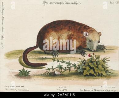 Arctomys monax, Drucken, das Murmeltier (Marmota Monax), auch als waldmurmeltier bekannt, ist ein Nagetier der Familie Sciuridae, das zu der Gruppe der großen Eichhörnchen, Murmeltiere. Es war erste wissenschaftlich von Carl Linnaeus im Jahre 1758 beschrieben. Das GROUNDHOG wird auch als Chuck, Holz - Schock, groundpig, whistlepig, Whistler, Kanada thickwood Dachs, Murmeltier, Monax, moonack, weenusk, Roter Mönch und unter französischen Kanadier in Ostkanada, siffleux bezeichnet. Der Name "thickwood Badger' war im Nordwesten gegeben, das Tier aus der Prairie Dachs zu unterscheiden. Monax (Móonack) ist ein Stockfoto