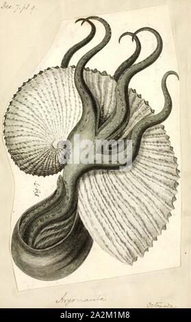 Argonauta, Drucken, die Argonauten (Gattung Argonauta, die einzige ihrer Art Gattung aus der Familie Argonautidae) sind eine Gruppe von pelagischen Kraken. Sie sind auch als Papier nautiluses und beziehen sich auf die paper-thin eggcase, dass Weibchen absondern. Diese Struktur fehlt den mit Gas gefüllten Kammern im Chambered Nautilus Tanks vorhanden und ist keine echte Kopffüßer-Shell, sondern eine evolutionäre Innovation einzigartige zur Gattung Argonauta. Es ist als Brut-kammer und für eingeschlossene Fläche Luft verwendet Auftrieb zu erhalten. Es wurde spekuliert, dass die Argonauten nicht Ihre eigenen eggcases herstellen, sondern verwendet Stockfoto