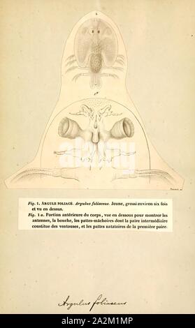 Argulus foliaceus, Drucken, Argulus foliaceus (oder Monoculus foliaceus Linnaeus, 1758 Name) ist eine Gattung von Krebstieren aus der Familie Argulidae, die karpfenläuse. Manchmal ist es die Gemeinsame Fische Laus genannt. Es ist "zu den häufigsten und weit verbreiteten native argulid in der Paläarktis" und "eine der am meisten verbreiteten Krebstier ektoparasiten von Süßwasserfischen in der Welt Stockfoto