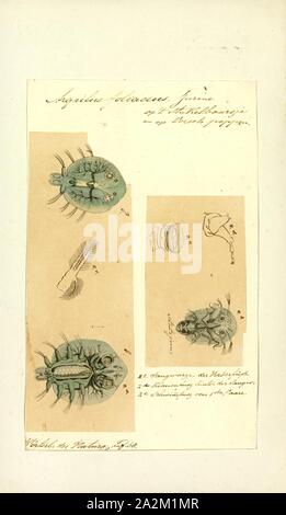 Argulus foliaceus, Drucken, Argulus foliaceus (oder Monoculus foliaceus Linnaeus, 1758 Name) ist eine Gattung von Krebstieren aus der Familie Argulidae, die karpfenläuse. Manchmal ist es die Gemeinsame Fische Laus genannt. Es ist "zu den häufigsten und weit verbreiteten native argulid in der Paläarktis" und "eine der am meisten verbreiteten Krebstier ektoparasiten von Süßwasserfischen in der Welt Stockfoto